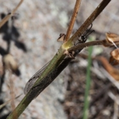 Myrmeleontidae (family) at Banks, ACT - 23 Feb 2019 11:56 AM