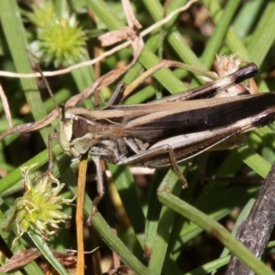 Caledia captiva (grasshopper) at Rob Roy Range - 23 Feb 2019 by HarveyPerkins