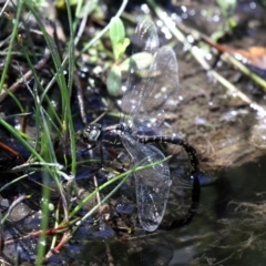 Austroaeschna parvistigma (Swamp Darner) at Namadgi National Park - 23 Feb 2019 by HarveyPerkins