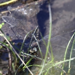 Austroaeschna parvistigma at Cotter River, ACT - 23 Feb 2019