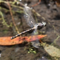 Austroaeschna parvistigma at Cotter River, ACT - 23 Feb 2019