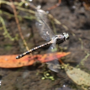 Austroaeschna parvistigma at Cotter River, ACT - 23 Feb 2019