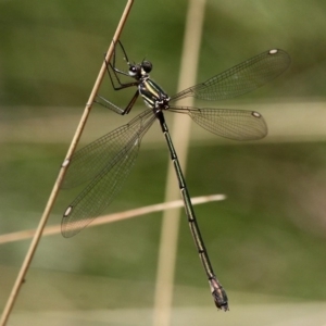 Synlestes weyersii at Cotter River, ACT - 23 Feb 2019 01:17 PM