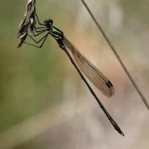 Synlestes weyersii at Cotter River, ACT - 23 Feb 2019