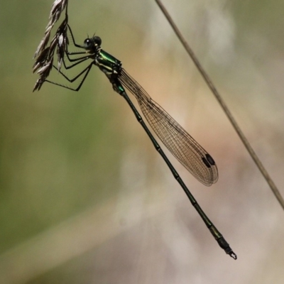 Synlestes weyersii (Bronze Needle) at Cotter River, ACT - 23 Feb 2019 by HarveyPerkins