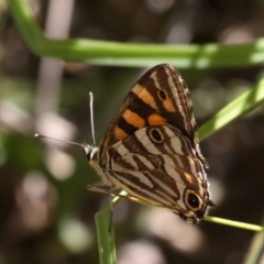 Oreixenica kershawi (Striped Xenica) at Cotter River, ACT - 23 Feb 2019 by HarveyPerkins