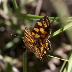 Oreixenica kershawi at Cotter River, ACT - 23 Feb 2019