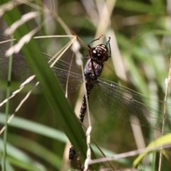 Austroaeschna multipunctata (Multi-spotted Darner) at Namadgi National Park - 23 Feb 2019 by HarveyPerkins