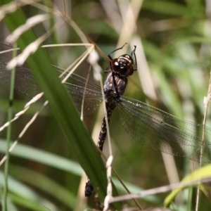 Austroaeschna multipunctata at Cotter River, ACT - 23 Feb 2019