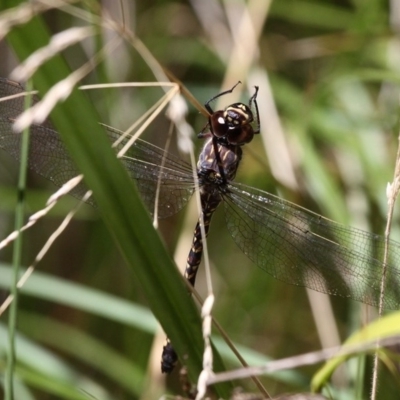 Austroaeschna multipunctata (Multi-spotted Darner) at Cotter River, ACT - 23 Feb 2019 by HarveyPerkins