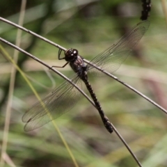 Austroaeschna multipunctata at Cotter River, ACT - 23 Feb 2019 01:21 PM