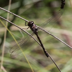 Austroaeschna multipunctata at Cotter River, ACT - 23 Feb 2019