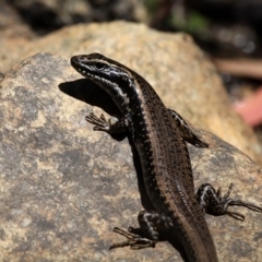 Eulamprus heatwolei (Yellow-bellied Water Skink) at Cotter River, ACT - 23 Feb 2019 by HarveyPerkins