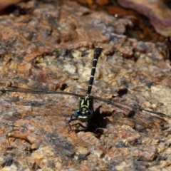 Hemigomphus gouldii (Southern Vicetail) at Namadgi National Park - 23 Feb 2019 by HarveyPerkins