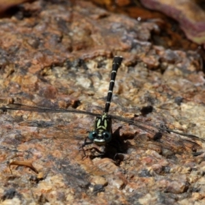 Hemigomphus gouldii at Cotter River, ACT - 23 Feb 2019 01:26 PM