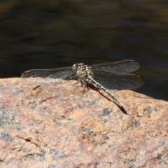 Austrogomphus guerini (Yellow-striped Hunter) at Namadgi National Park - 23 Feb 2019 by HarveyPerkins