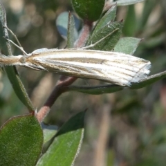 Hednota species near grammellus (Pyralid or snout moth) at Cotter River, ACT - 23 Feb 2019 by HarveyPerkins