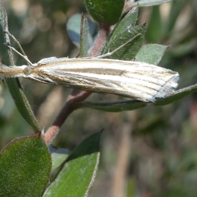 Hednota species near grammellus (Pyralid or snout moth) at Cotter River, ACT - 23 Feb 2019 by HarveyPerkins