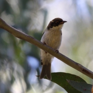 Melithreptus lunatus at Cotter River, ACT - 23 Feb 2019