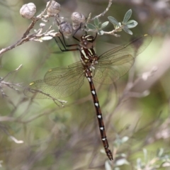 Austroaeschna pulchra (Forest Darner) at Cotter River, ACT - 23 Feb 2019 by HarveyPerkins