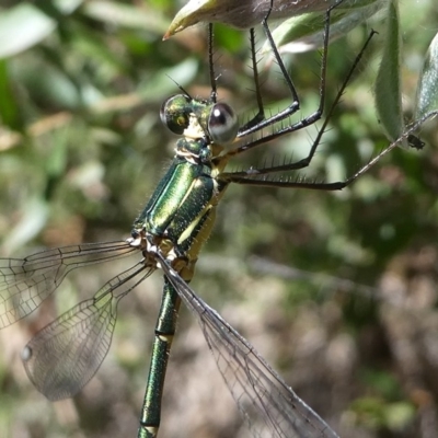 Synlestes weyersii (Bronze Needle) at Cotter River, ACT - 23 Feb 2019 by HarveyPerkins