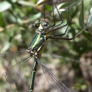 Synlestes weyersii at Cotter River, ACT - 23 Feb 2019