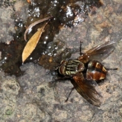 Nemoraea sp. (genus) (Unidentified Nemoraea bristle fly) at Namadgi National Park - 23 Feb 2019 by HarveyPerkins