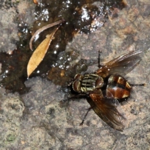 Nemoraea sp. (genus) at Cotter River, ACT - 23 Feb 2019