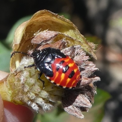 Pentatomoidea (superfamily) (Unidentified Shield or Stink bug) at Cotter River, ACT - 23 Feb 2019 by HarveyPerkins