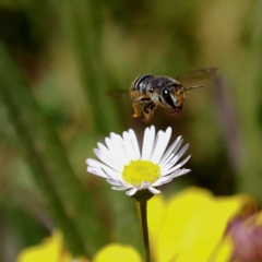 Pseudoanthidium (Immanthidium) repetitum (African carder bee, Megachild bee) at Harrison, ACT - 23 Feb 2019 by DPRees125