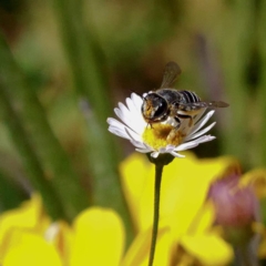 Pseudoanthidium (Immanthidium) repetitum at Harrison, ACT - 23 Feb 2019