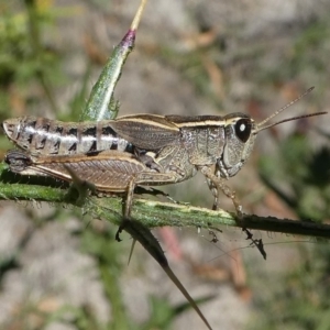 Phaulacridium vittatum at Paddys River, ACT - 23 Feb 2019