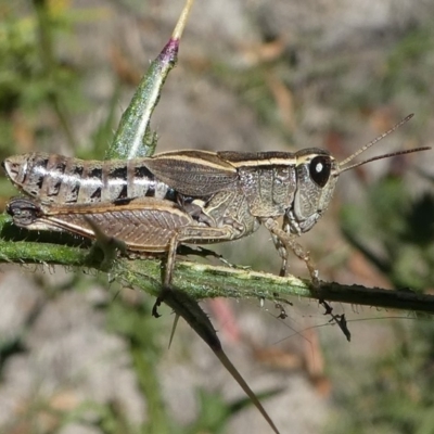 Phaulacridium vittatum (Wingless Grasshopper) at Namadgi National Park - 23 Feb 2019 by HarveyPerkins