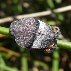 Platybrachys vidua (Eye-patterned Gum Hopper) at Namadgi National Park - 23 Feb 2019 by HarveyPerkins