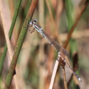 Austrolestes analis at Paddys River, ACT - 23 Feb 2019