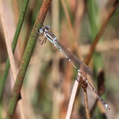 Austrolestes analis (Slender Ringtail) at Paddys River, ACT - 23 Feb 2019 by HarveyPerkins