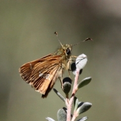 Dispar compacta (Barred Skipper) at Namadgi National Park - 23 Feb 2019 by HarveyPerkins