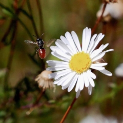 Lasioglossum (Chilalictus) sp. (genus & subgenus) (Halictid bee) at Harrison, ACT - 23 Feb 2019 by DPRees125