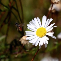 Lasioglossum (Chilalictus) sp. (genus & subgenus) at Harrison, ACT - 23 Feb 2019