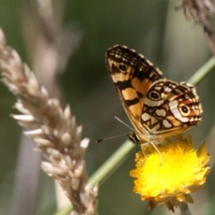 Oreixenica lathoniella (Silver Xenica) at Paddys River, ACT - 23 Feb 2019 by HarveyPerkins