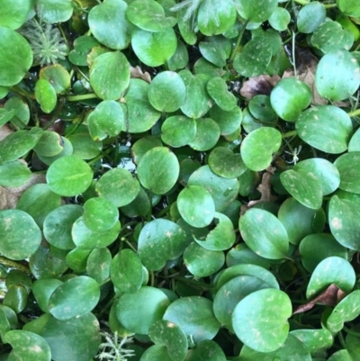 Limnobium sp. (Frogbit) at Turner, ACT - 21 Feb 2019 by ACTBioSecurity