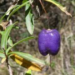 Billardiera macrantha (Mountain Appleberry) at Cotter River, ACT - 23 Feb 2019 by HarveyPerkins