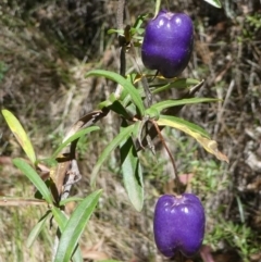 Billardiera macrantha at Cotter River, ACT - 23 Feb 2019 02:02 PM