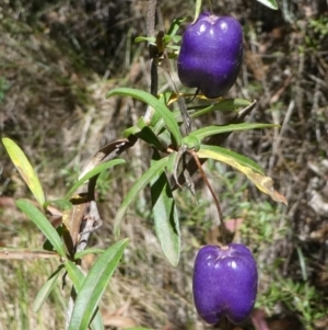 Billardiera macrantha at Cotter River, ACT - 23 Feb 2019