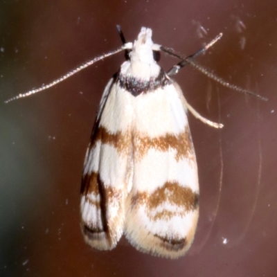 Chezala brachypepla (A Concealer moth) at Rosedale, NSW - 16 Feb 2019 by jb2602