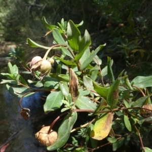 Pimelea ligustrina subsp. ciliata at Cotter River, ACT - 23 Feb 2019