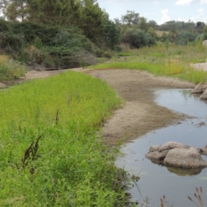 Persicaria hydropiper at Tharwa, ACT - 3 Feb 2019 06:02 PM