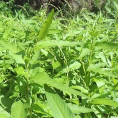 Persicaria hydropiper at Tharwa, ACT - 3 Feb 2019 06:02 PM