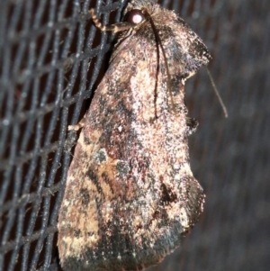 Elusa semipecten at Rosedale, NSW - 14 Feb 2019