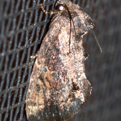 Elusa semipecten (Variable Armyworm) at Rosedale, NSW - 14 Feb 2019 by jb2602